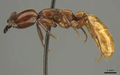 Dorylus fulvus specimen CASENT0915643 image casent0915643_3
