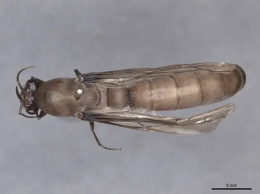 Dorylus fulvus specimen FMNHINS0000045249 image fmnhins0000045249_1