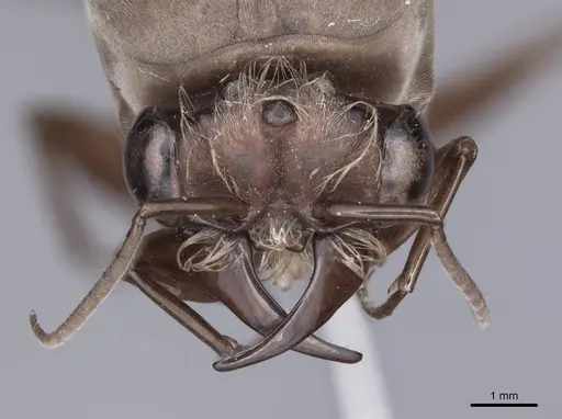 Dorylus fulvus specimen FMNHINS0000045249 image fmnhins0000045249_2