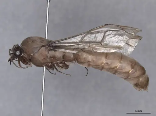 Dorylus fulvus specimen FMNHINS0000045249 image fmnhins0000045249_3