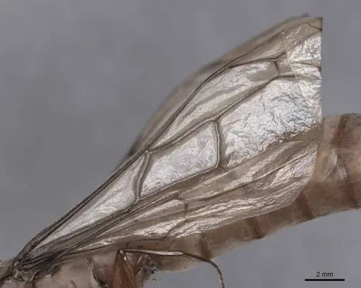 Dorylus fulvus specimen FMNHINS0000045249 image fmnhins0000045249_4