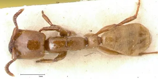 Dorylus fulvus specimen FOCOL0349 image focol0349_1