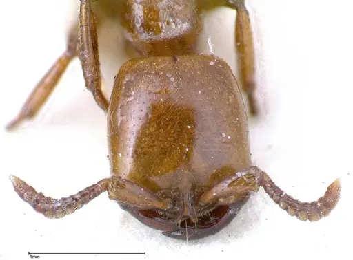 Dorylus fulvus specimen FOCOL0349 image focol0349_2