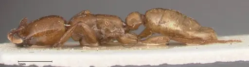 Dorylus fulvus specimen FOCOL0349 image focol0349_3