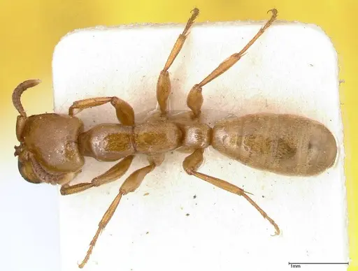 Dorylus fulvus specimen FOCOL0350-1 image focol0350-1_1