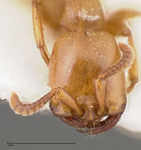 Dorylus fulvus specimen FOCOL0350-1 image focol0350-1_2