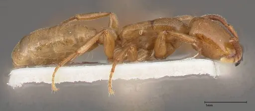 Dorylus fulvus specimen FOCOL0350-1 image focol0350-1_3