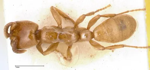 Dorylus fulvus specimen FOCOL0350-2 image focol0350-2_1