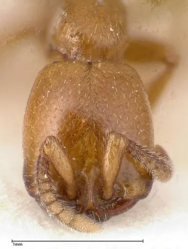 Dorylus fulvus specimen FOCOL0350-2 image focol0350-2_2