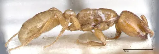 Dorylus fulvus specimen FOCOL0350-2 image focol0350-2_3