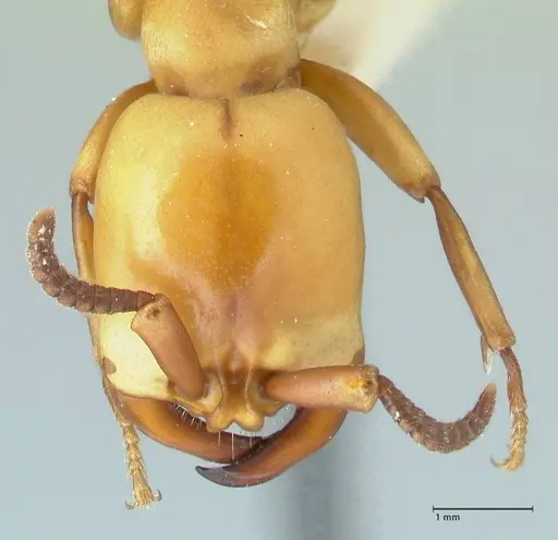 Dorylus fulvus specimen FOCOL1107 image focol1107_2