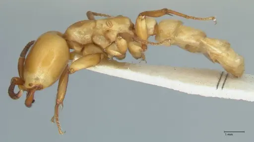 Dorylus fulvus specimen FOCOL1107 image focol1107_3