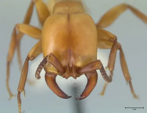 Dorylus fulvus specimen FOCOL1108 image focol1108_2