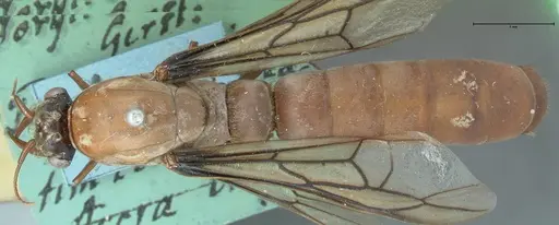Dorylus fulvus specimen FOCOL1109 image focol1109_1