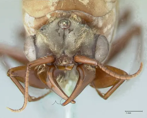 Dorylus fulvus specimen FOCOL1109 image focol1109_2