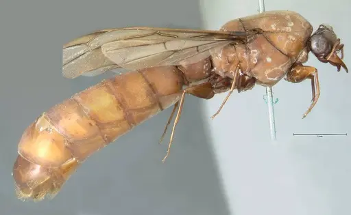 Dorylus fulvus specimen FOCOL1110 image focol1110_4