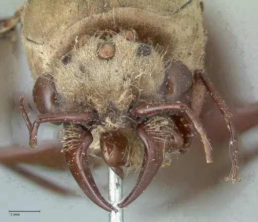 Dorylus fulvus specimen FOCOL1111 image focol1111_2