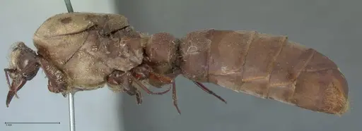 Dorylus fulvus specimen FOCOL1111 image focol1111_3