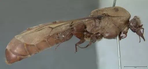 Dorylus fulvus specimen FOCOL1111 image focol1111_4