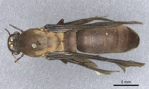 Dorylus funereus specimen CASENT0903695 image casent0903695_1