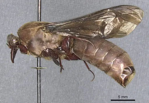 Dorylus funereus specimen CASENT0903695 image casent0903695_3