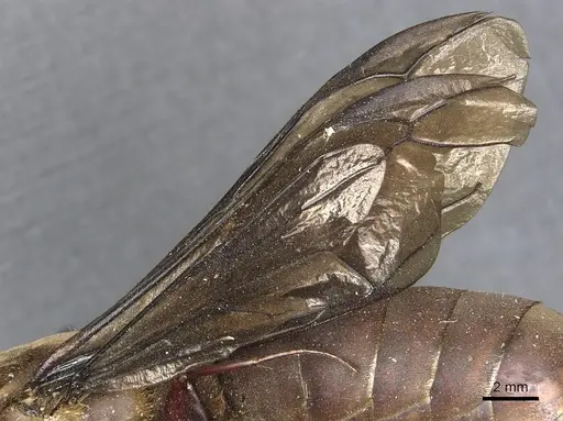 Dorylus funereus specimen CASENT0903695 image casent0903695_4