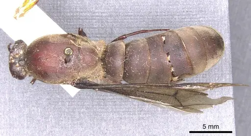 Dorylus funereus specimen CASENT0911285 image casent0911285_1
