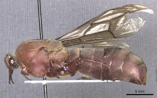 Dorylus funereus specimen CASENT0911285 image casent0911285_3