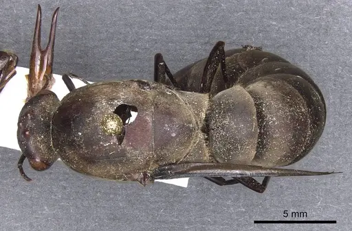Dorylus funereus specimen CASENT0911286 image casent0911286_1