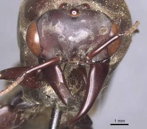 Dorylus funereus specimen CASENT0911286 image casent0911286_2
