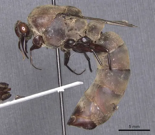 Dorylus funereus specimen CASENT0911286 image casent0911286_3