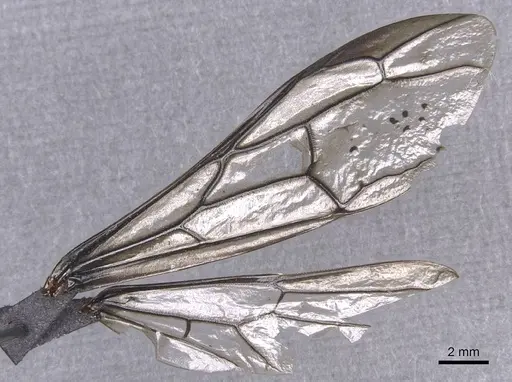 Dorylus funereus specimen CASENT0911286 image casent0911286_4