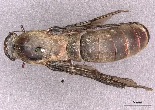 Dorylus funereus specimen CASENT0911287 image casent0911287_1