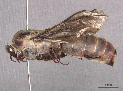 Dorylus funereus specimen CASENT0911287 image casent0911287_3