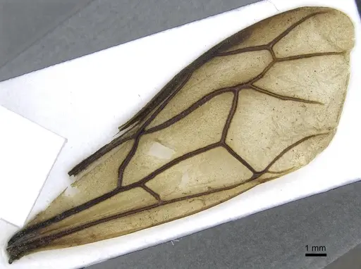 Dorylus funereus specimen CASENT0911287 image casent0911287_4