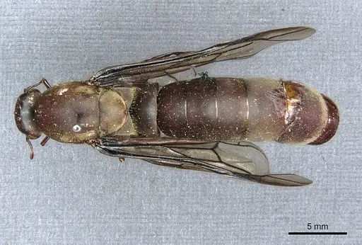 Dorylus funereus specimen CASENT0911288 image casent0911288_1