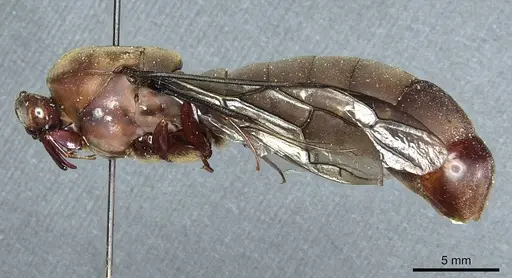 Dorylus funereus specimen CASENT0911288 image casent0911288_3