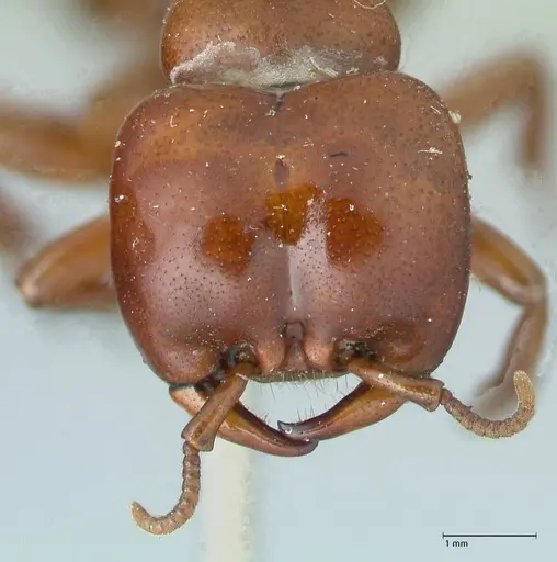 Dorylus furcatus specimen FOCOL1094 image focol1094_2