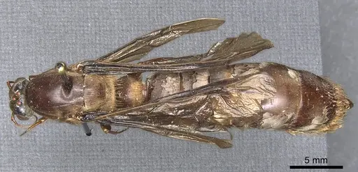 Dorylus fuscipennis specimen CASENT0903764 image casent0903764_1
