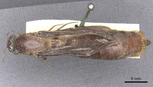 Dorylus fuscipennis specimen CASENT0911350 image casent0911350_1