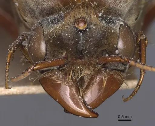 Dorylus fuscipennis specimen CASENT0911350 image casent0911350_2