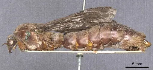 Dorylus fuscipennis specimen CASENT0911350 image casent0911350_3