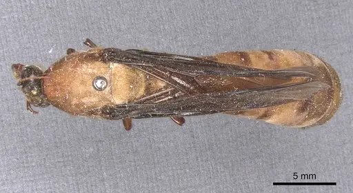 Dorylus fuscipennis specimen CASENT0911352 image casent0911352_1