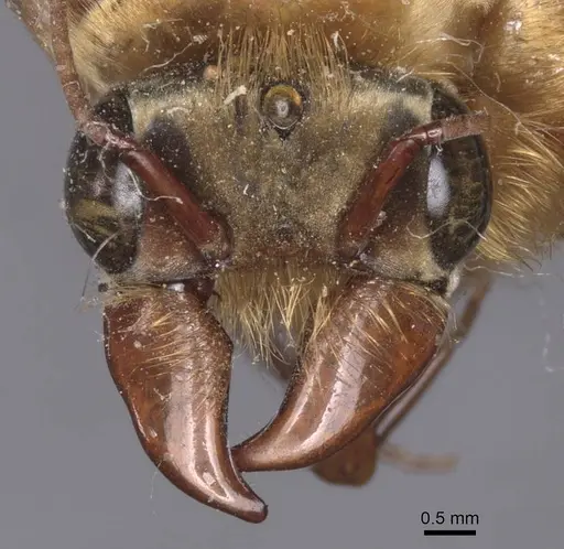 Dorylus fuscipennis specimen CASENT0911352 image casent0911352_2