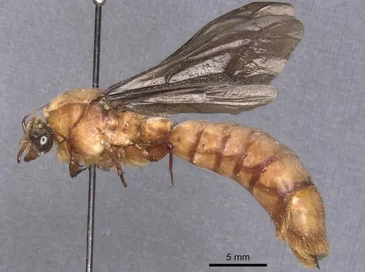 Dorylus fuscipennis specimen CASENT0911352 image casent0911352_3