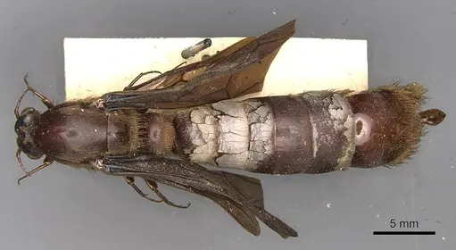 Dorylus fuscipennis specimen CASENT0914043 image casent0914043_1
