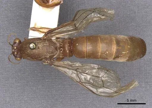 Dorylus gaudens specimen RMCAENT000017703 image rmcaent000017703_1