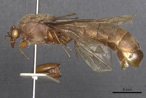 Dorylus gaudens specimen RMCAENT000017703 image rmcaent000017703_3