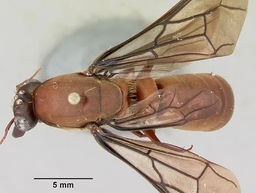 Dorylus gribodoi specimen CASENT0172625 image casent0172625_1