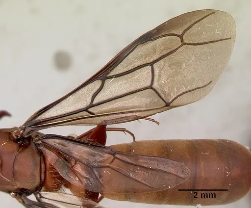 Dorylus gribodoi specimen CASENT0172625 image casent0172625_2